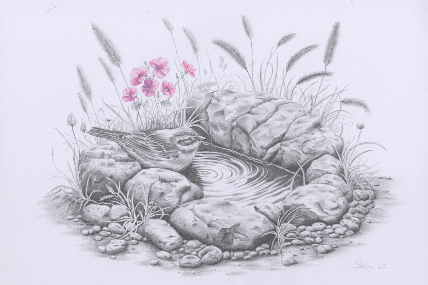 das Vogelbad Bleistiftkunst, eine Handzeichnung von einem badenden Vogel